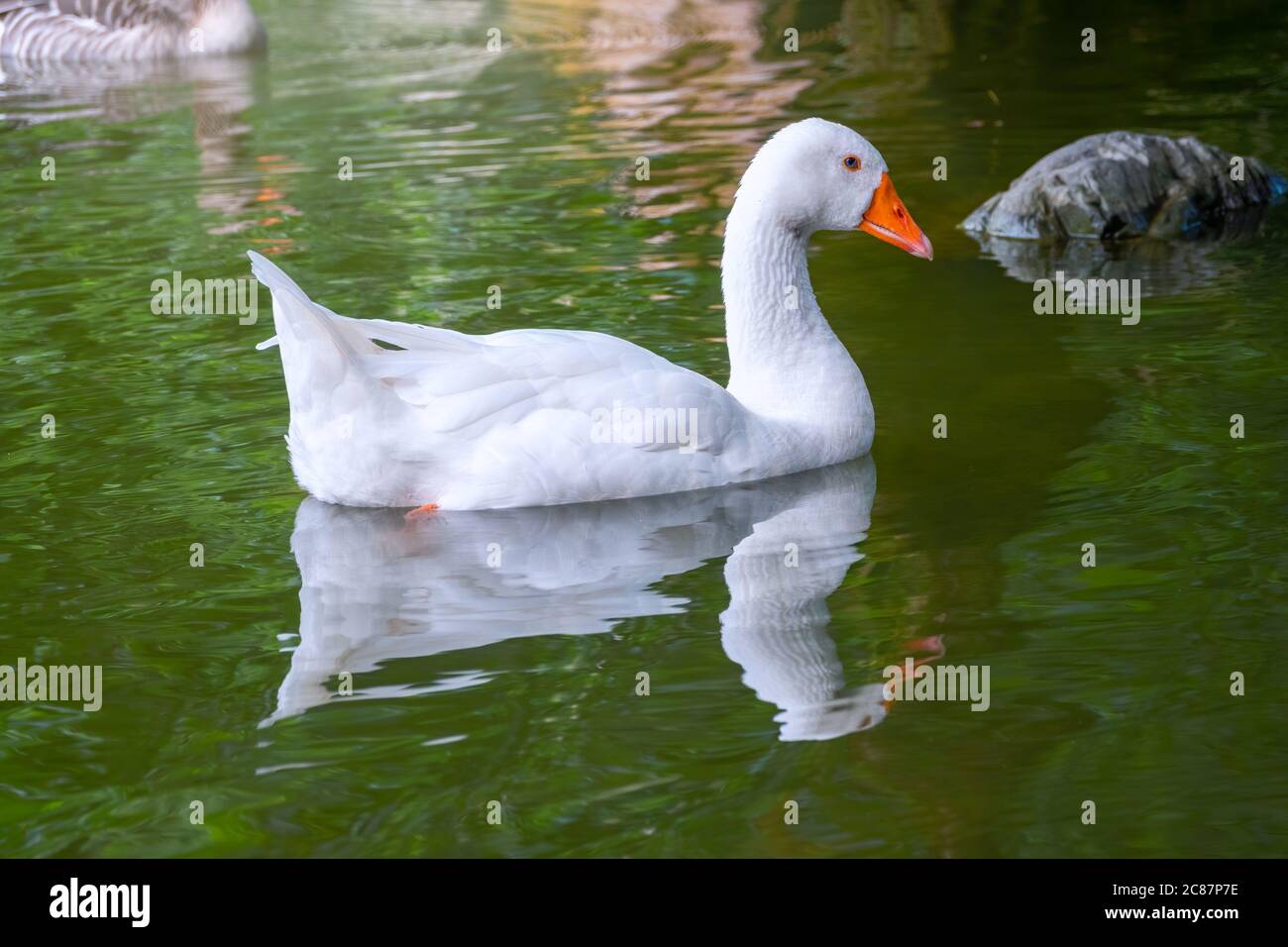 L'oie grise domestiquée, Anser cygnoides domesticus, naine dans un lac à l'eau verte. Oie grise, oie grise ou oie blanche domestique Banque D'Images