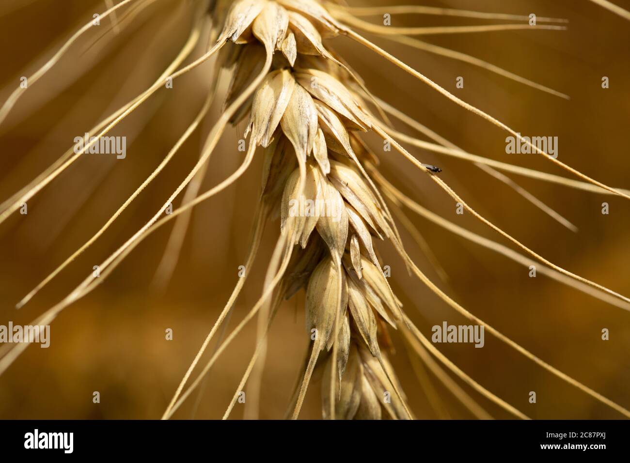 Blé d'hiver en attente de récolte dans un champ agricole canadien. Banque D'Images