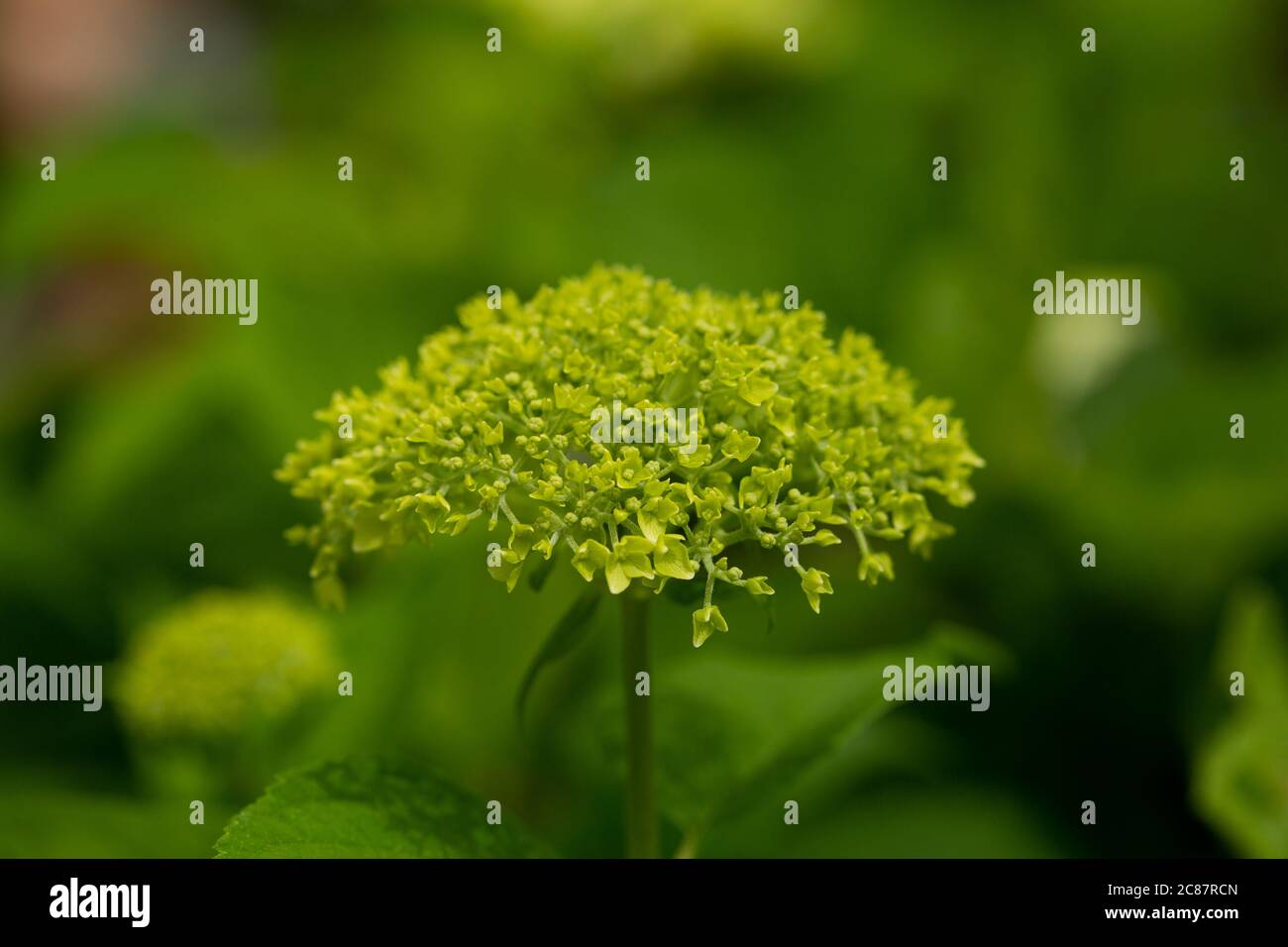 hydrangea commence à fleurir Banque D'Images