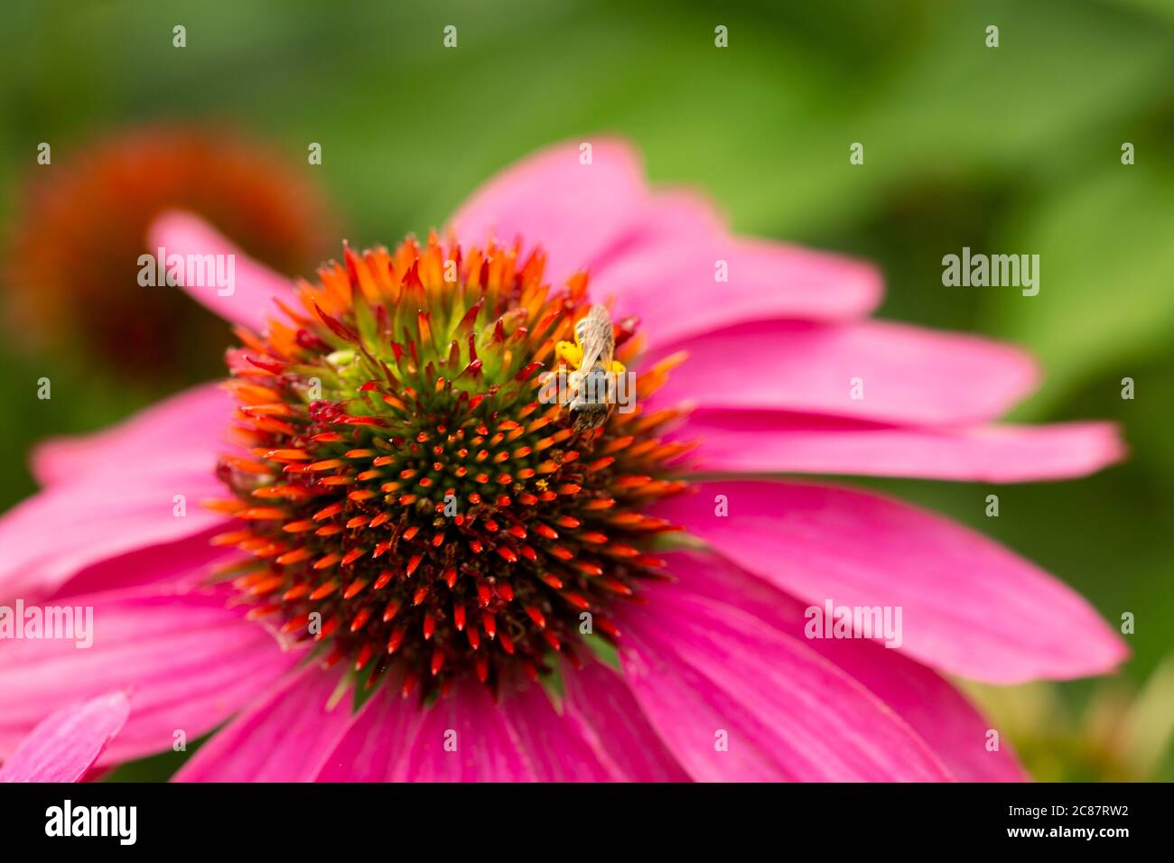 Abeille enquêtant et pollinisant fleurs d'échinacée. Banque D'Images