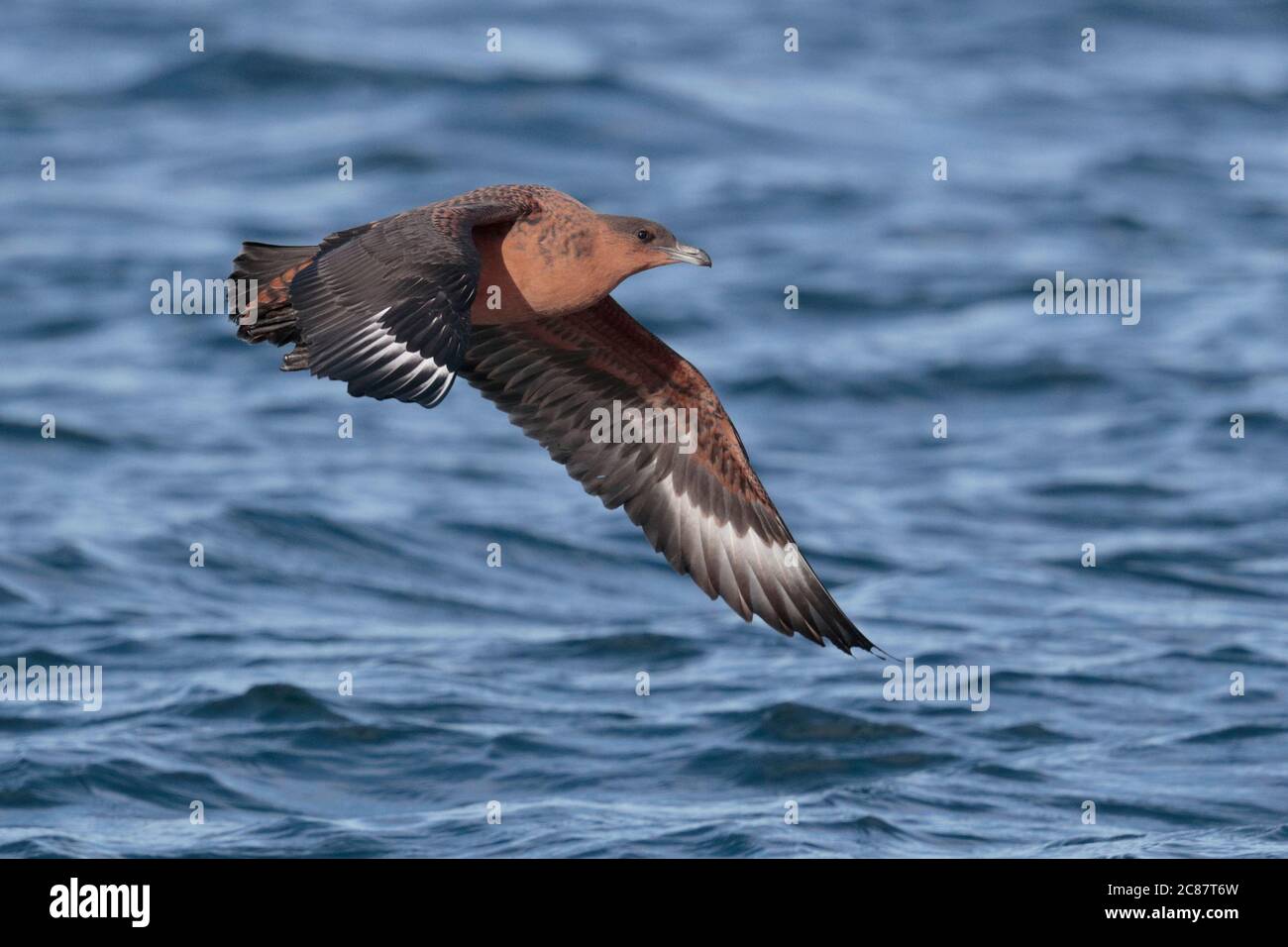 Skua chilien (Stercorarius chilensis) adulte, volant bas au-dessus de la mer, canal Beagle, près d'Ushuaia, Argentine 27 mars 2018 Banque D'Images