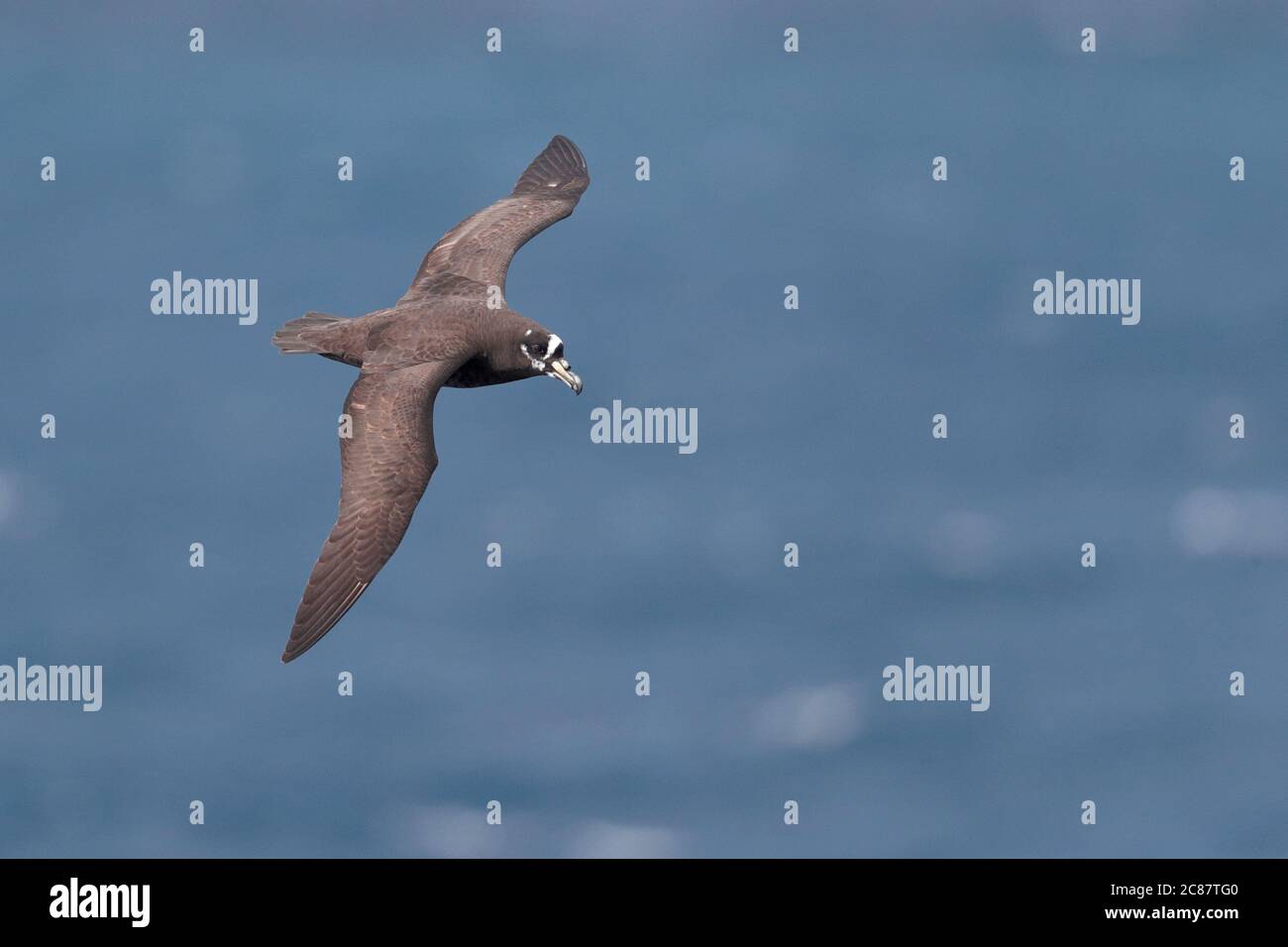Petrel (Procellaria oscillata), en vol, vue dorsale, Océan Atlantique Sud près de l'île Nightingale, Tristan Da Cunha Island Group, 11 Banque D'Images