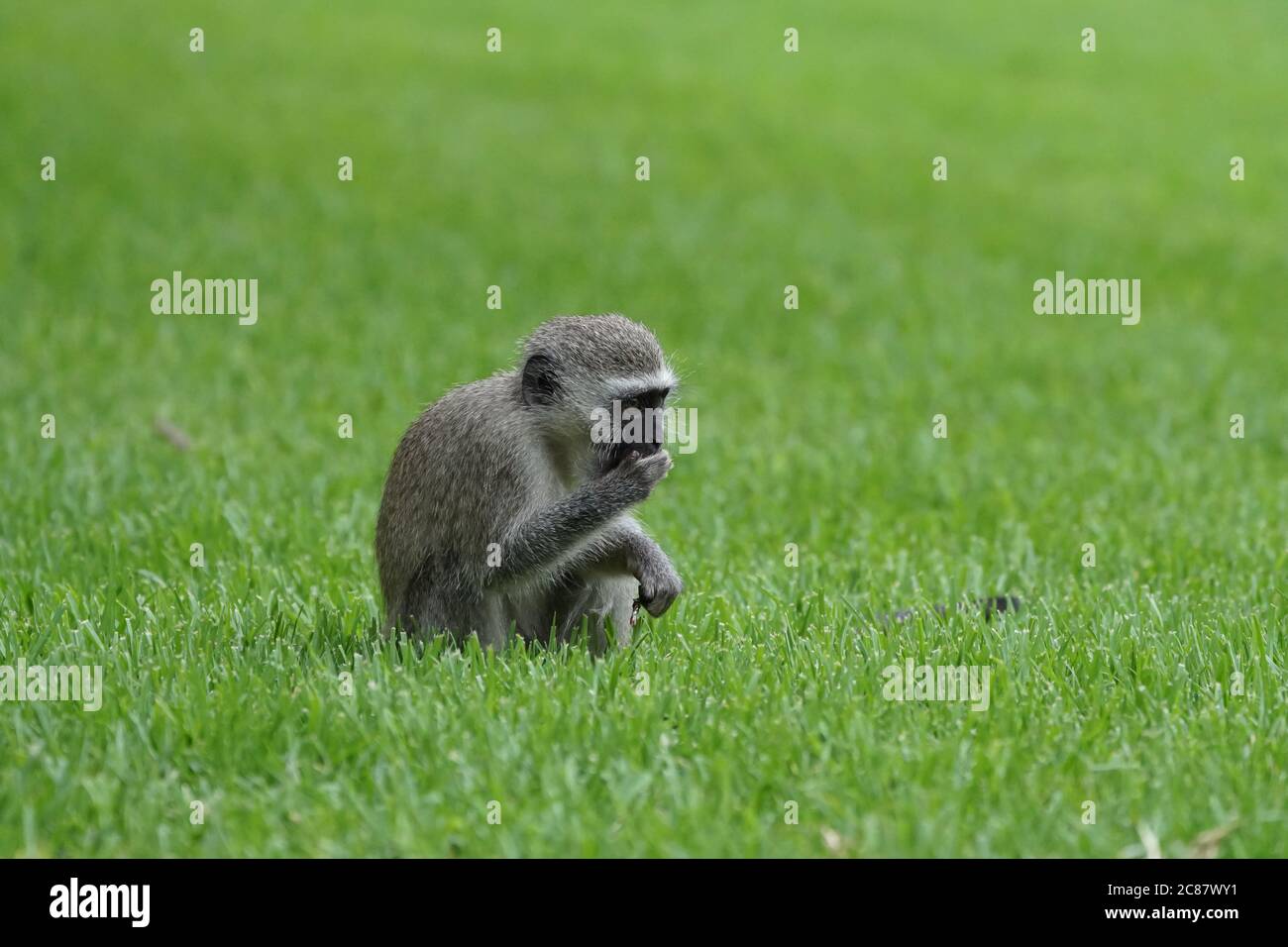 Le jeune singe jeune de Vervet (Chlorocebus pygerythrus) est assis sur l'herbe verte en tenant sa main jusqu'à sa bouche avec de la nourriture Banque D'Images