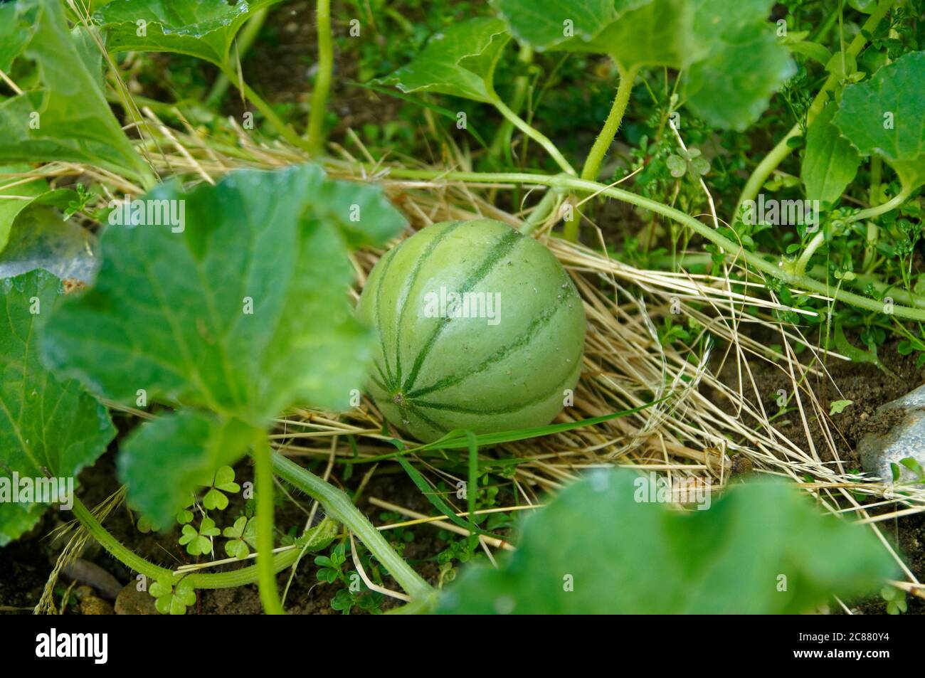Cultiver le melon musqué (Cucumis Melo) sur de la paille dans un potager Banque D'Images