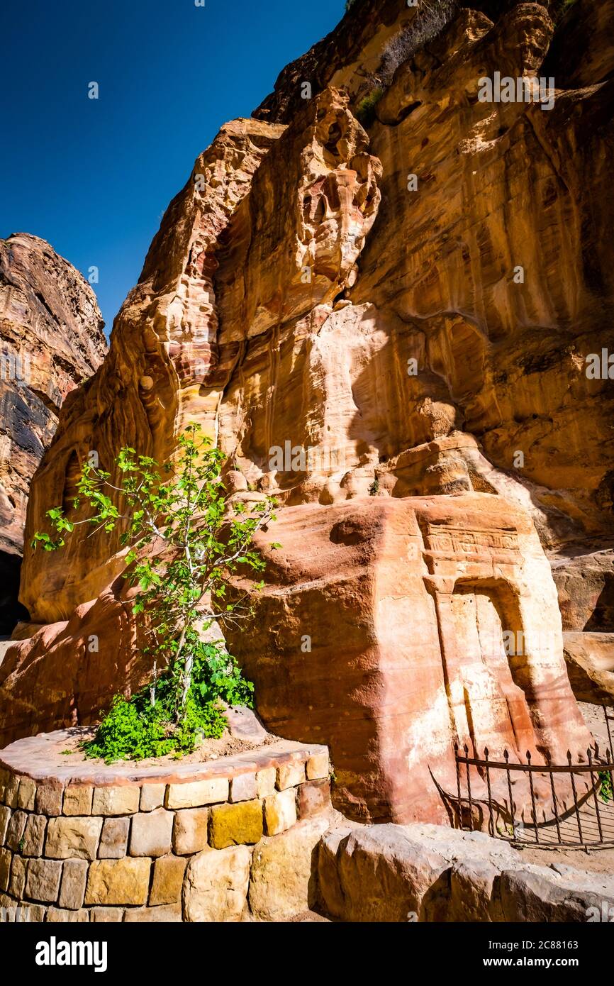 Paysage frais et vert sur la falaise sculptée de roche de grès à Petra, en Jordanie Banque D'Images