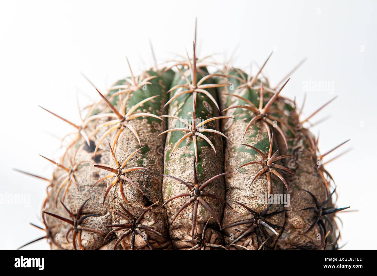 Maladie de Cactus pourriture sche des racines cause par les champignons,  dommages graves champignons infects Melocactus isol sur fond blanc  montrant des dommages graves sur la peau Photo Stock - Alamy