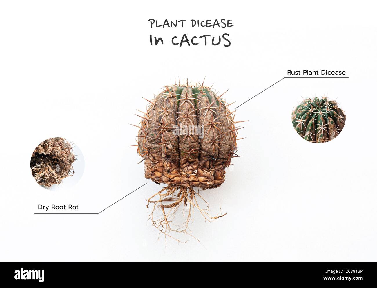 Maladie de Cactus pourriture sche des racines rouille plante cause par  des champignons, champignons infects Melocactus isol sur fond blanc  montrant des dommages graves sur la peau Photo Stock - Alamy
