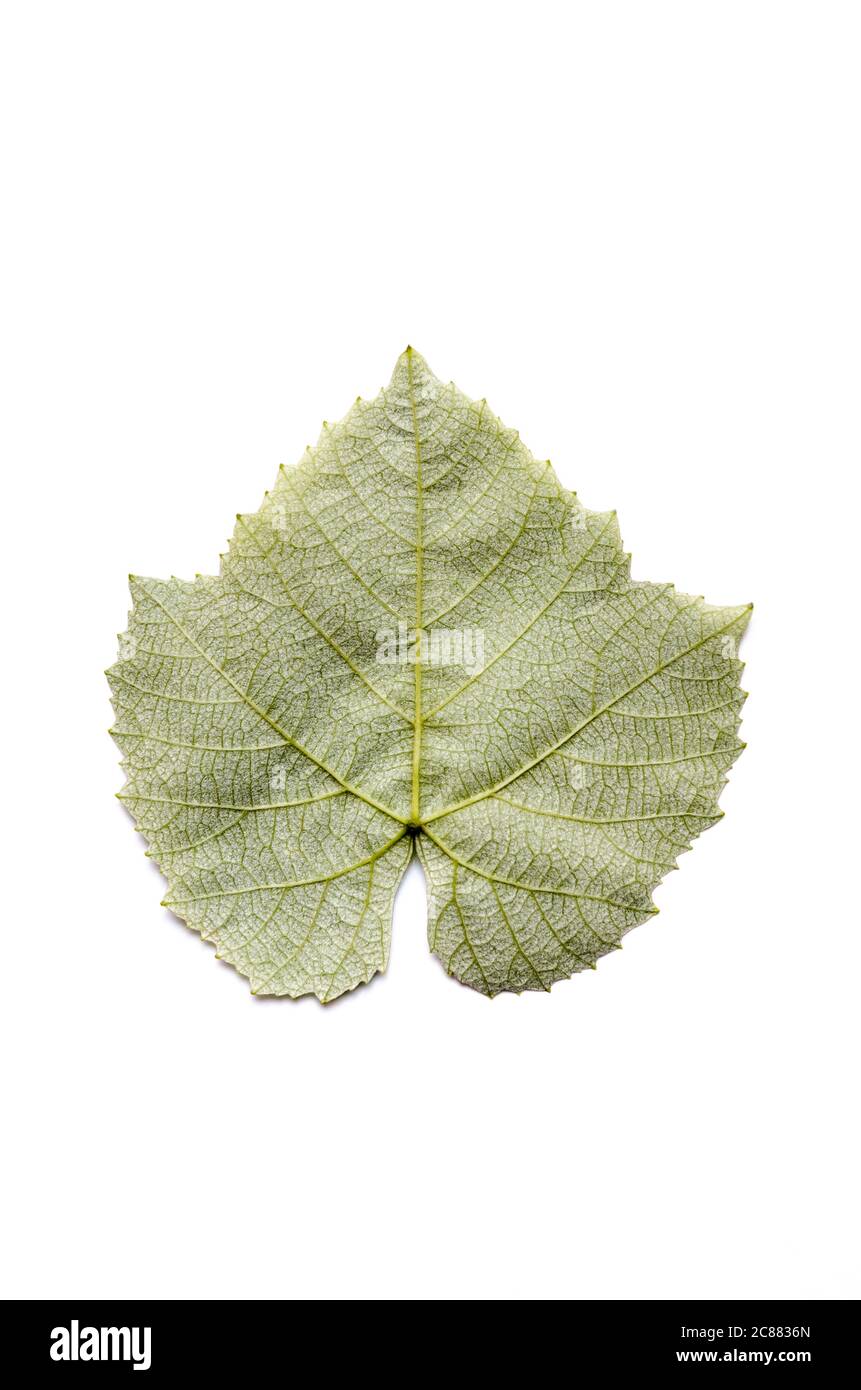 Vitis vinifera, feuille de vigne verte avec détails fins, gros plan, plat, isolée sur fond blanc Banque D'Images