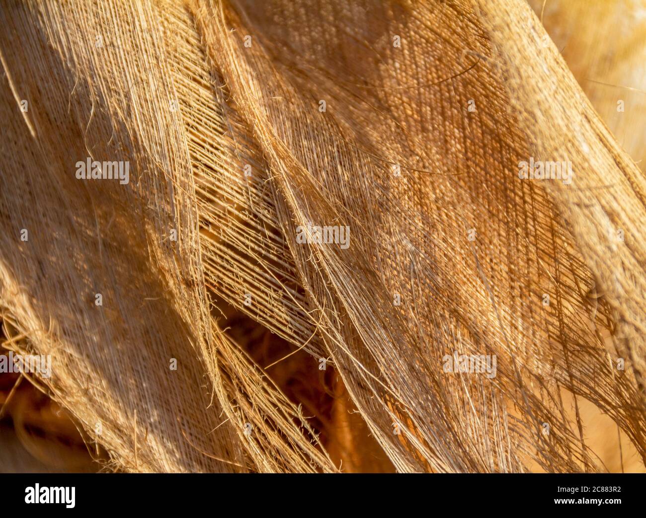 gros plan plein format montrant des tissus végétaux fissurés Banque D'Images