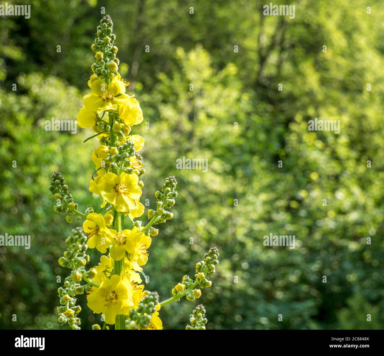 Agrimonia eupatoria fleur jaune avec de petites lumières de bokeh comme fond. Banque D'Images