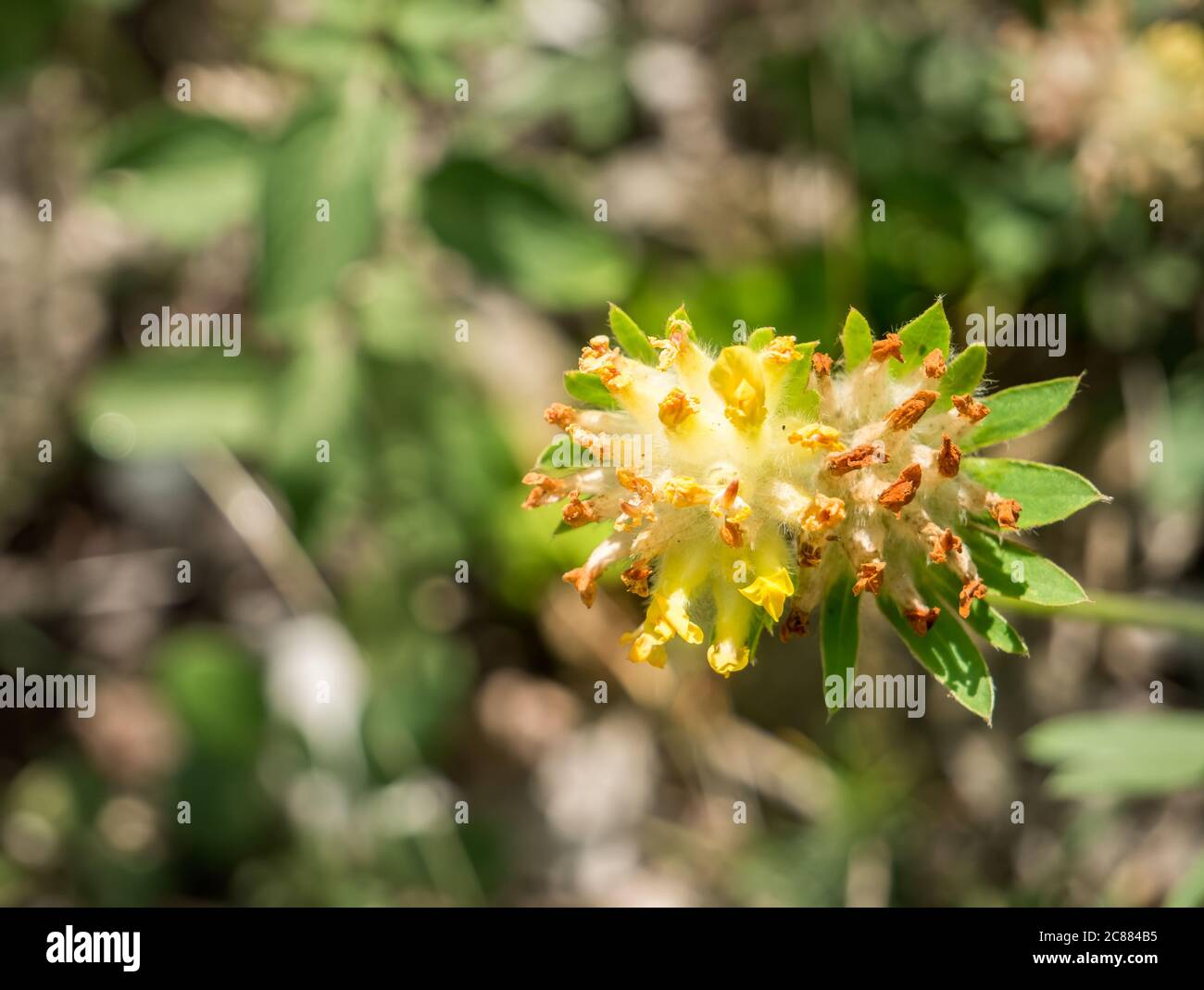 Gros plan d'une vulneraria Anthyllis ou d'une fleur de vesce de rein sur un fond flou. Banque D'Images
