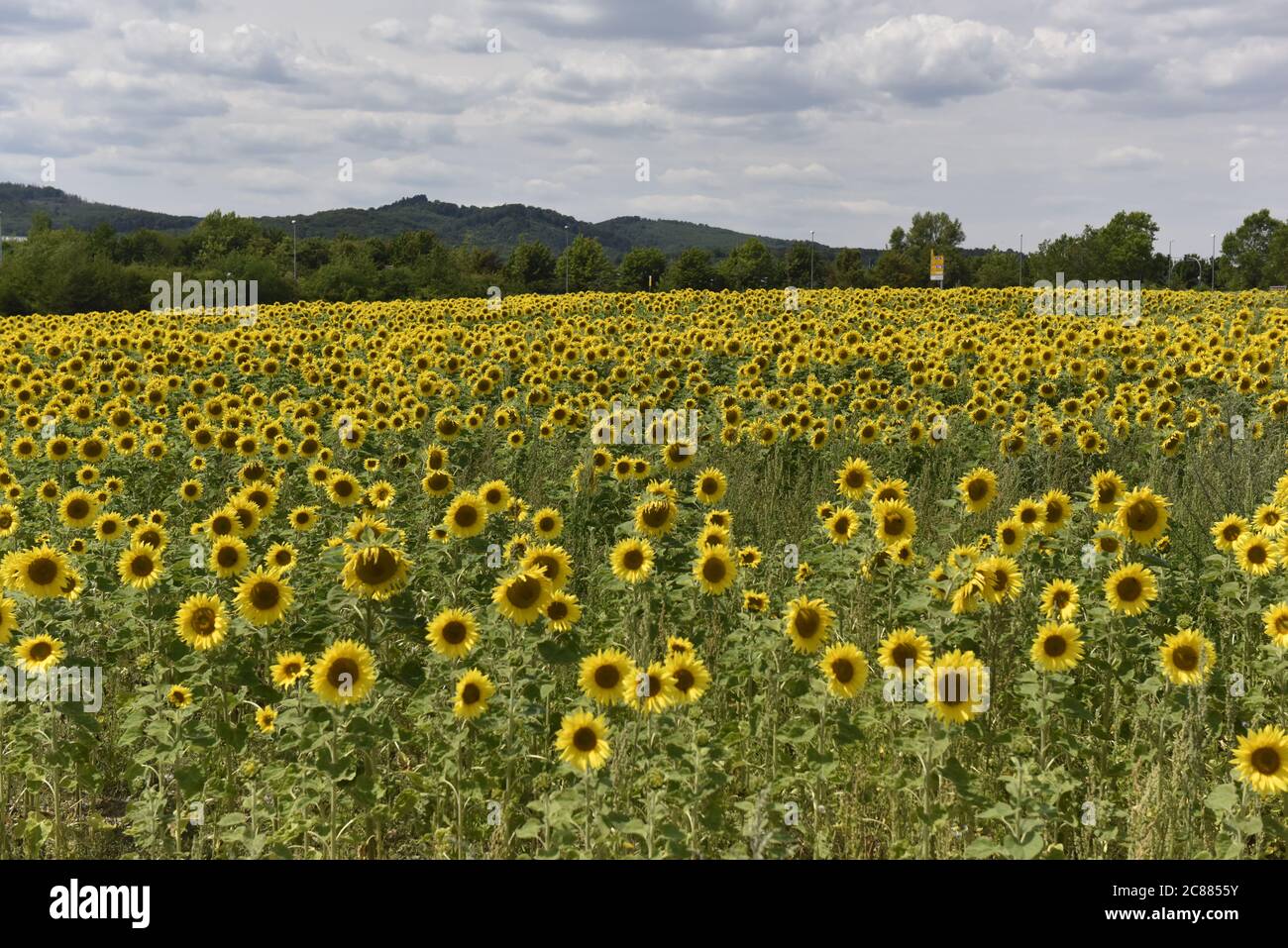 Beaucoup de tournesols lumineux jaune sur un champ, Viele Sonnenblumen in leuchtendem Gelb auf einem Feld am Burg Regenstein. Banque D'Images