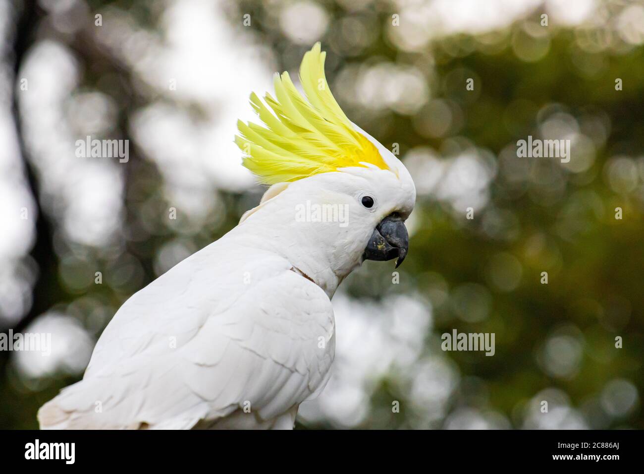 Un portrait de Cockatoo de près et personnel Banque D'Images