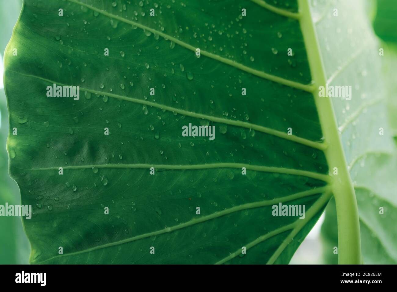 Gros plan sur une feuille verte avec un arrière-plan texturé en gouttes de pluie. Feuille d'oreille d'éléphant avec ligne de venaison parallèle et gouttes d'eau. Jardin botanique. Verdure Banque D'Images