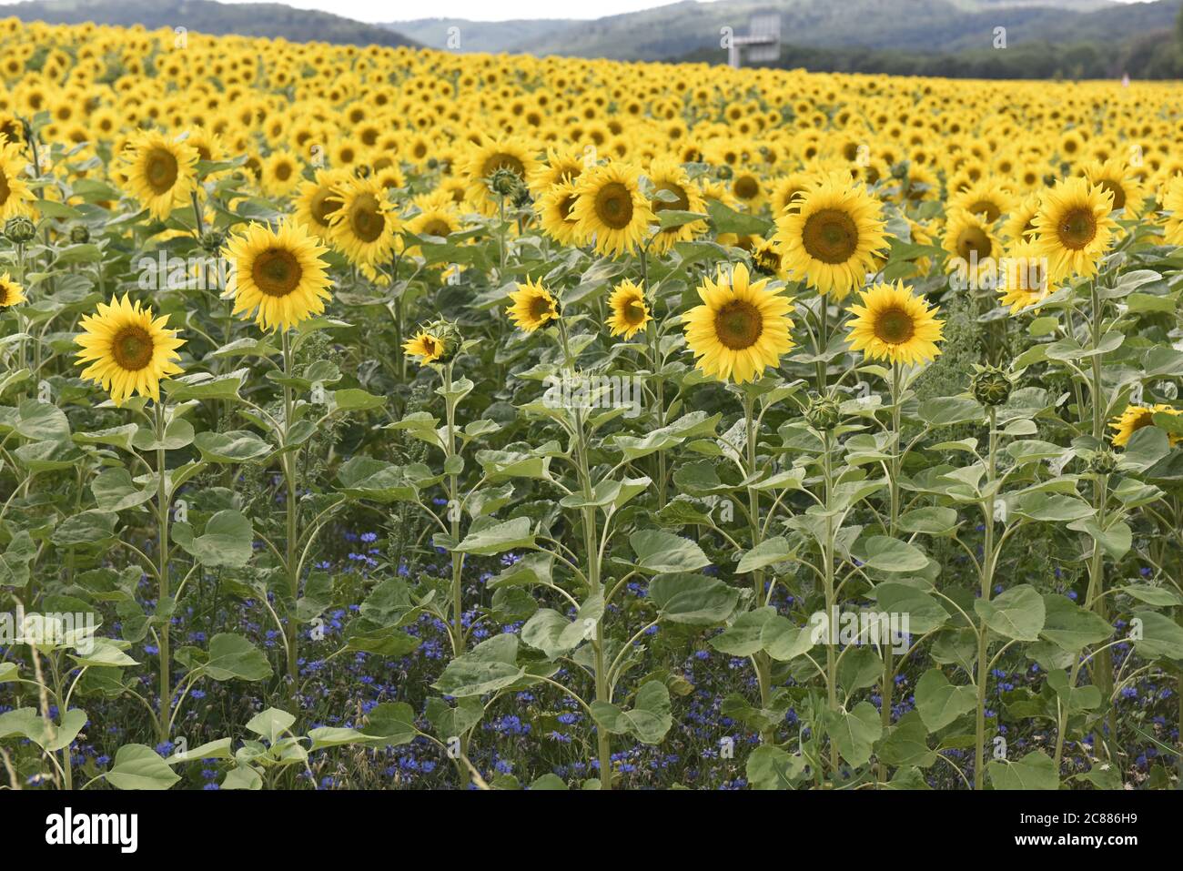 Beaucoup de tournesols lumineux jaune sur un champ, Viele Sonnenblumen in leuchtendem Gelb auf einem Feld am Burg Regenstein. Banque D'Images