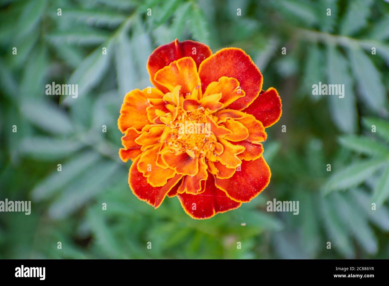 Gros plan du marigot français ifreup n le jardin, Tagetes patula nana Banque D'Images