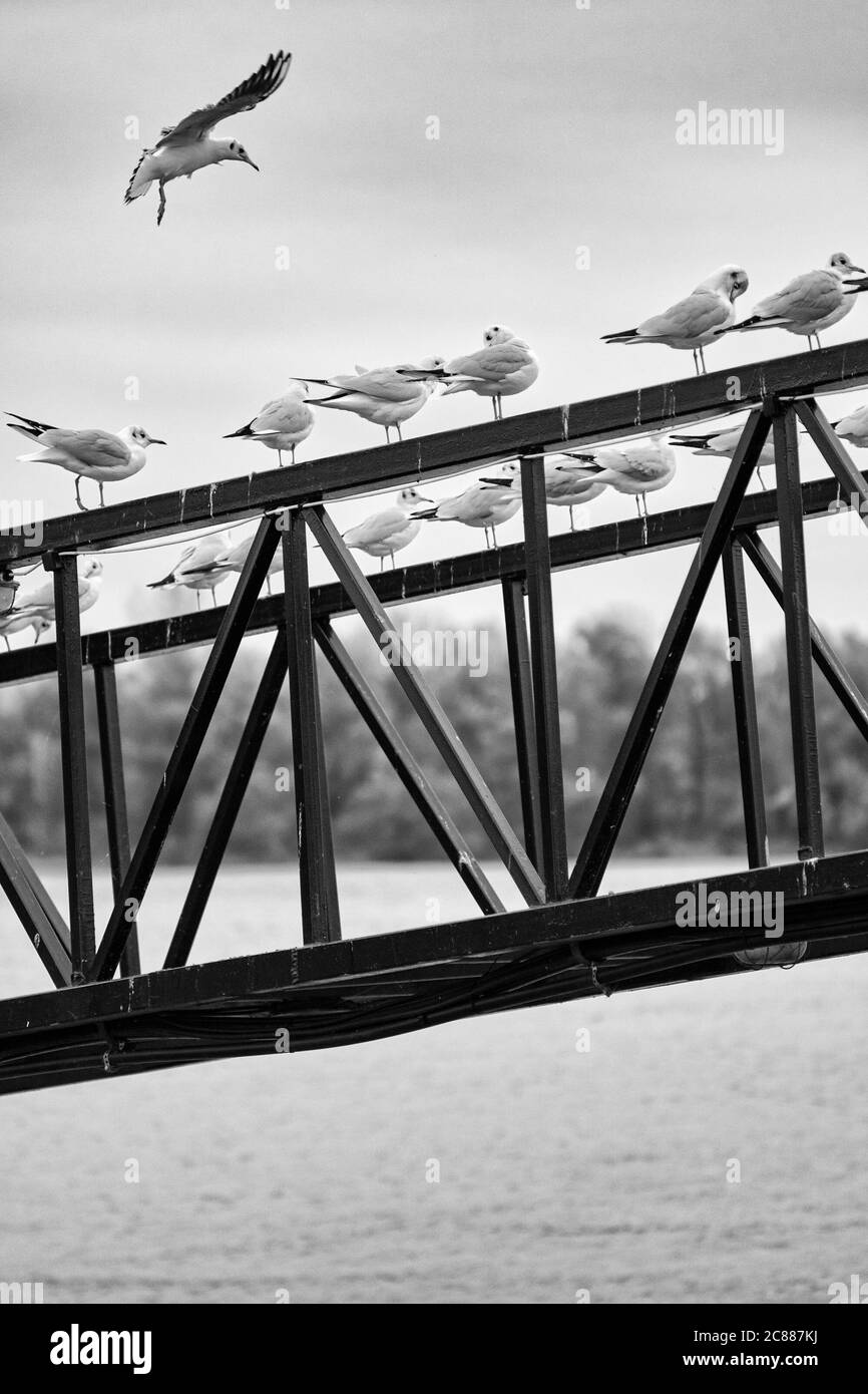 Goélands perchés sur une rambarde métallique avec le Danube en arrière-plan à Belgrade, capitale de la Serbie Banque D'Images
