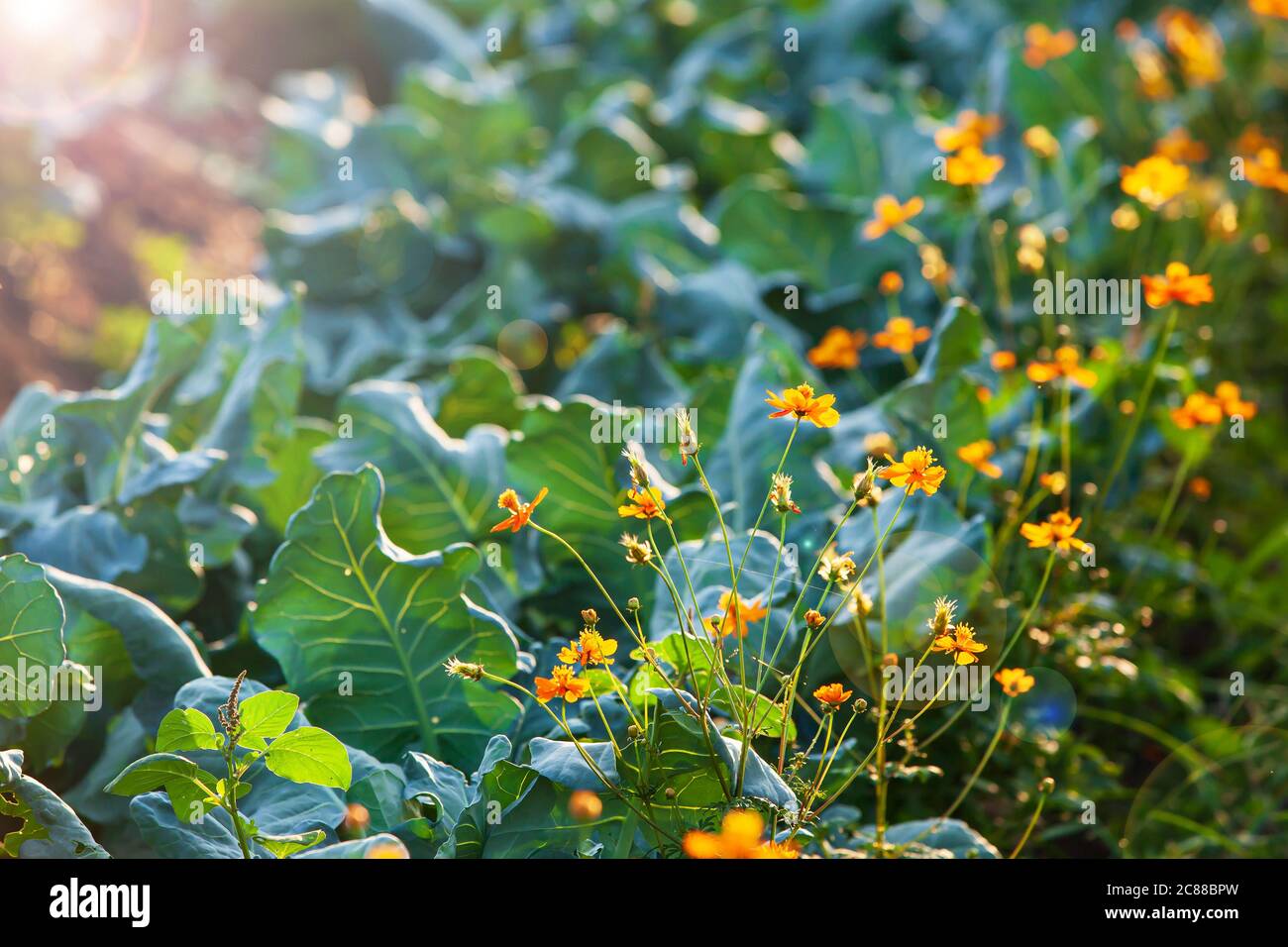 Jardin de légumes biologiques au lever du soleil, brocoli chinois croissant avec le sulfureous de Cosmos en été, les fleurs de Cosmos empêchent la propagation de l'insecte de Pest. Banque D'Images