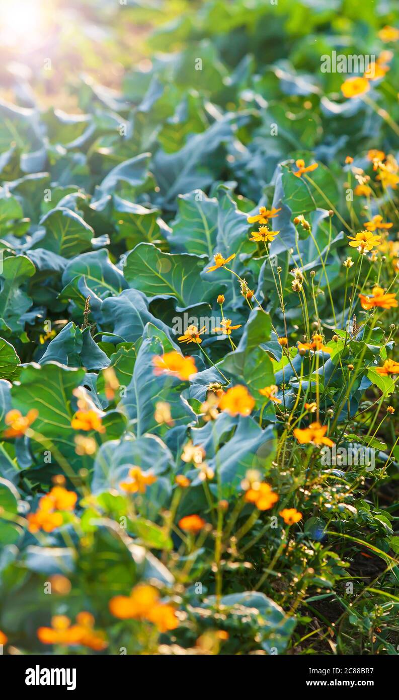 Jardin de légumes biologiques au lever du soleil, brocoli chinois croissant avec le sulfureous de Cosmos en été, les fleurs de Cosmos empêchent la propagation de l'insecte de Pest. Banque D'Images