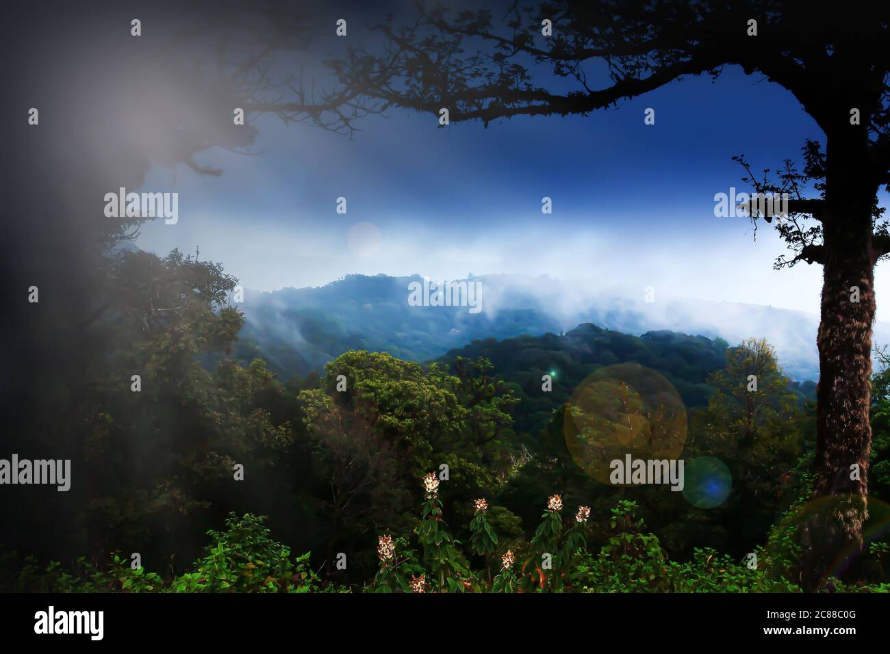 Paysage mystique de la chaîne de montagnes de l'Himalaya dans la brume sombre, les fleurs sauvages sont en fleur dans une forêt ancienne. Concentrez-vous sur les fleurs. Banque D'Images