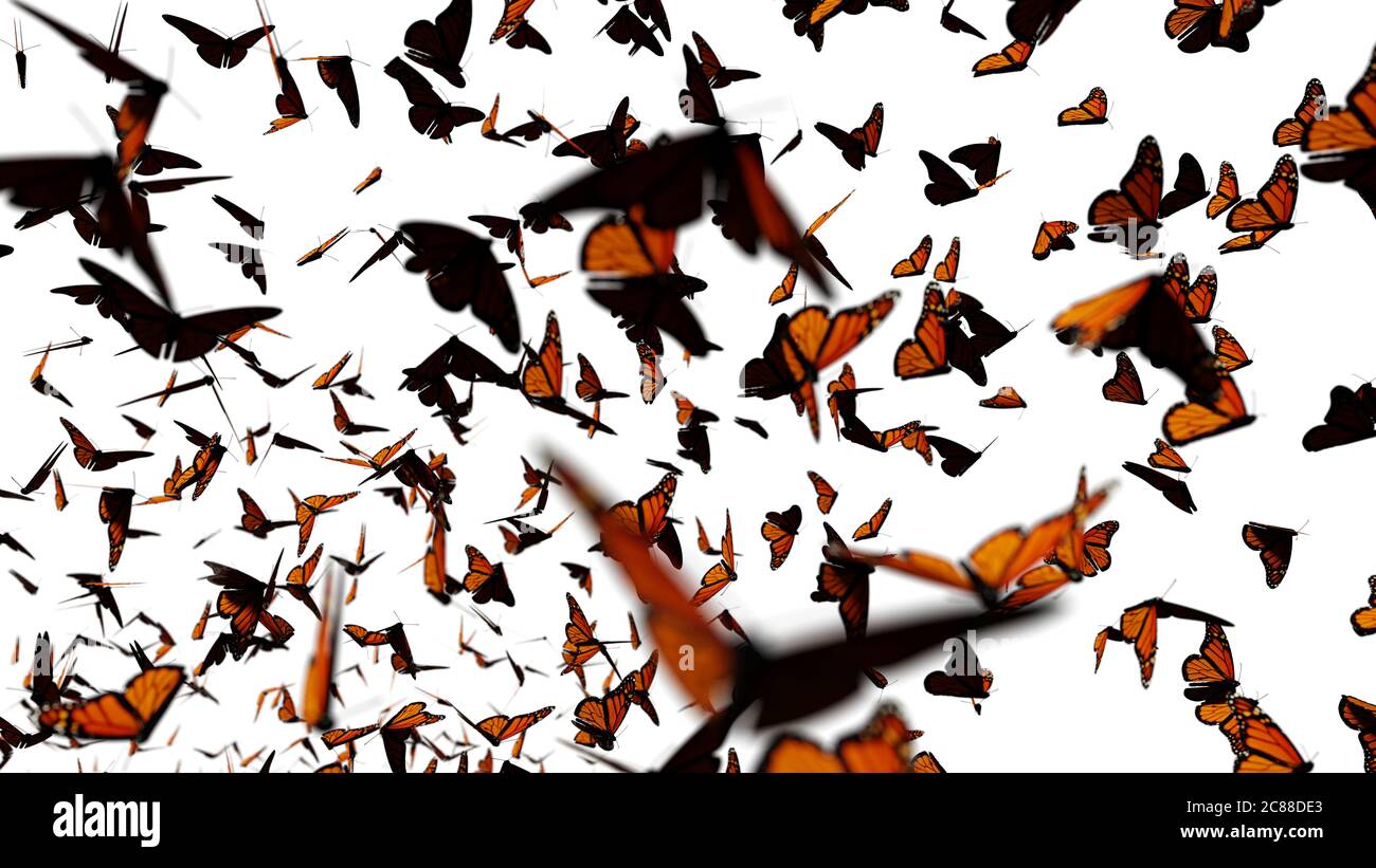 Essaim de papillons monarques, groupe Danaus plexippus isolé sur fond blanc Banque D'Images