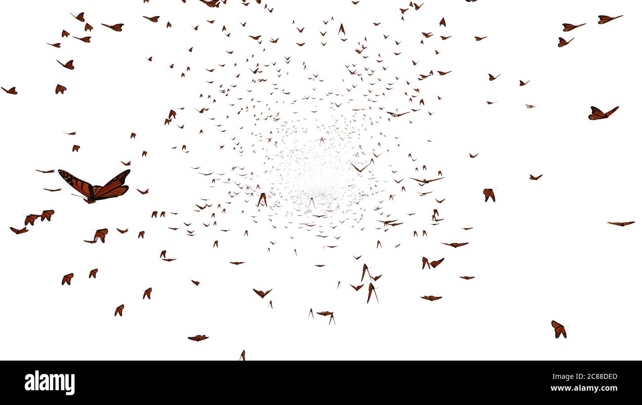 Essaim de papillons monarques, groupe Danaus plexippus isolé sur fond blanc Banque D'Images