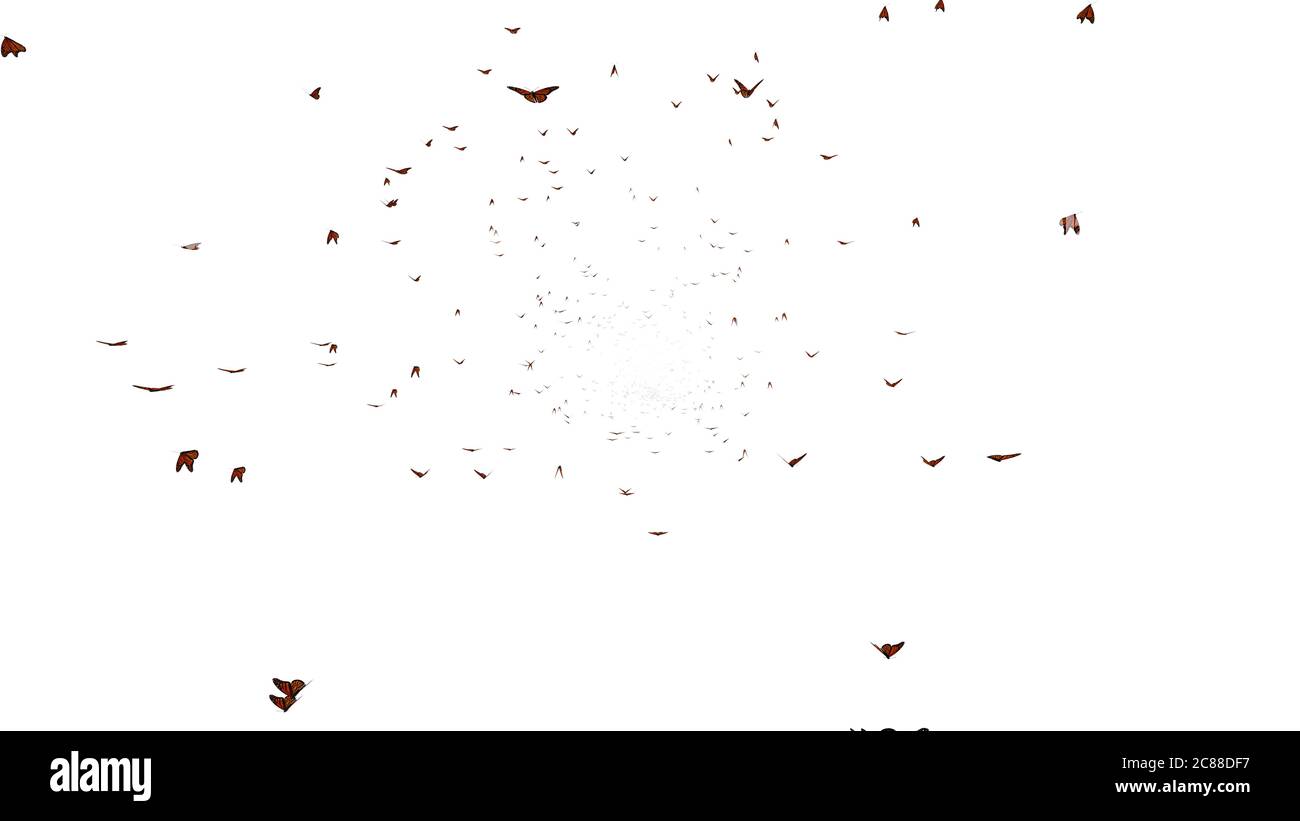 Groupe de papillons monarques, le essaim de Danaus plexippus isolé sur fond blanc Banque D'Images