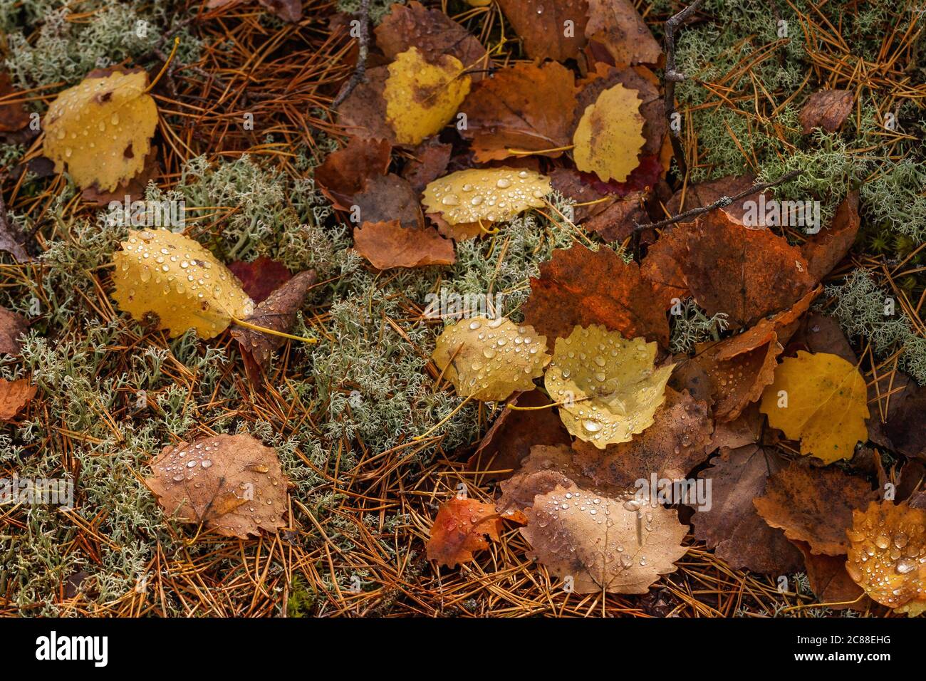 Feuilles d'automne sur le sol dans les bois Banque D'Images