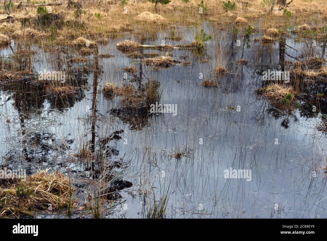Les arbres se reflètent dans l'eau fixe de Chobham Ridges, à Camberley, après la récente pluie à Surrey Banque D'Images