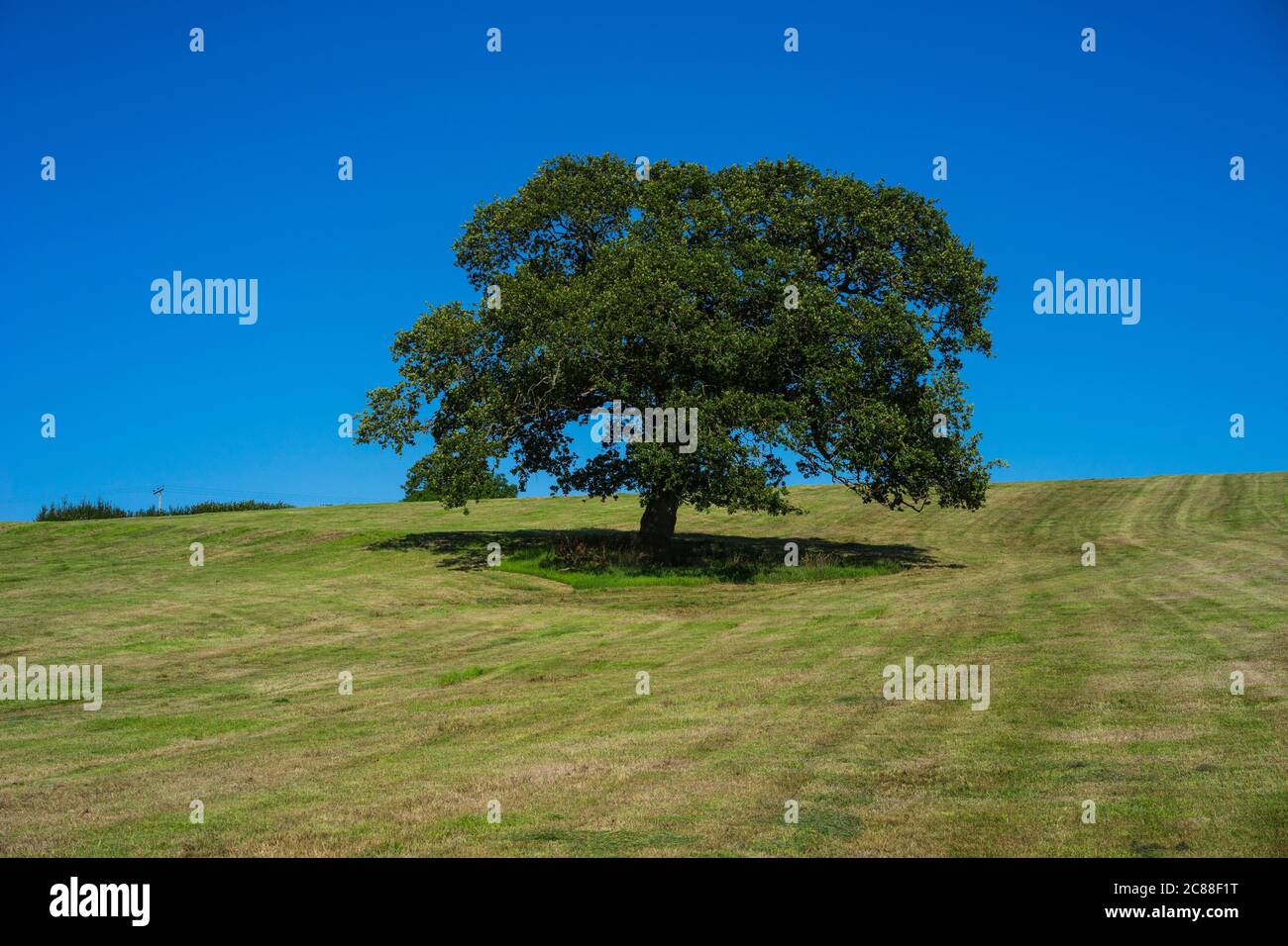 Grand chêne unique (Quercus robur) dans un pré coupé avec fond bleu ciel, East Pennard, Somerset, Angleterre, Royaume-Uni. Banque D'Images