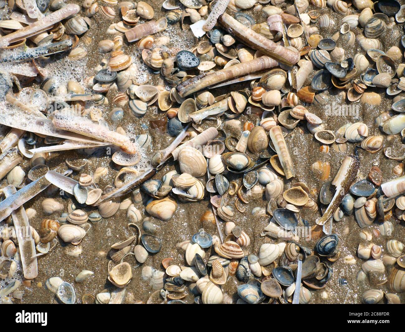 beaucoup de coquillages sur la plage, mélangés avec de la mousse et du sable Banque D'Images