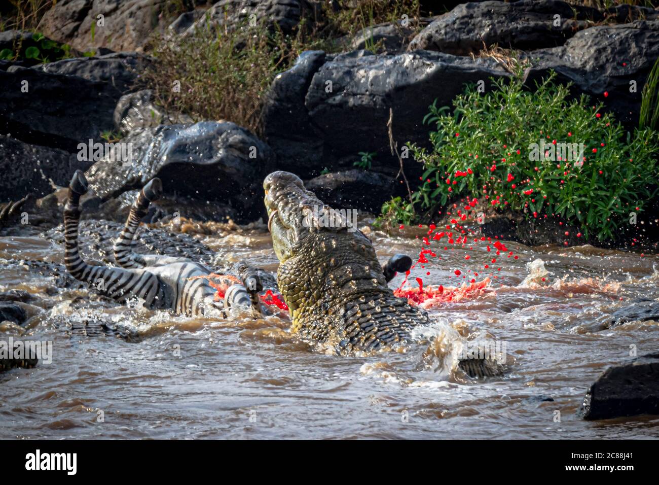 TRIANGLE MARA, KENYA : le sang explose alors que la croc tue la sinistre. Des images HORRIBLES ont capturé le moment où le sang a semblé exploser à partir d'un cinq Banque D'Images