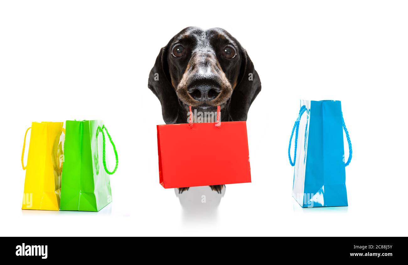 chien de saucisse de dachshund avec sacs de shopping prêts à la réduction et à la vente au centre commercial, isolé sur fond blanc Banque D'Images
