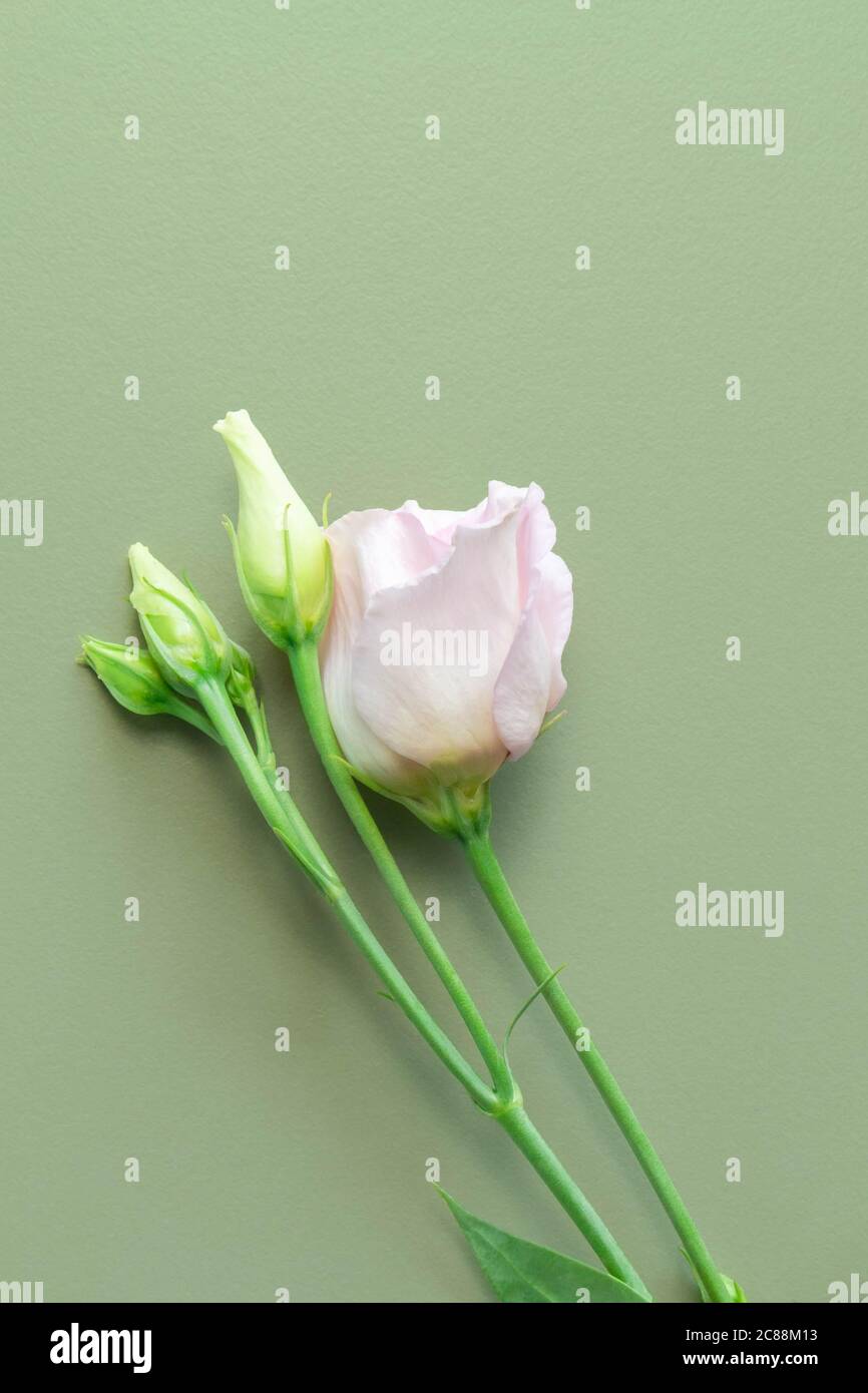 Petit bouquet de roses fragiles sur fond vert clair rugueux. Peu de roses aux couleurs pastel sur fond vert. Fleurs pour mariage, anniversaire, Saint-Valentin Banque D'Images