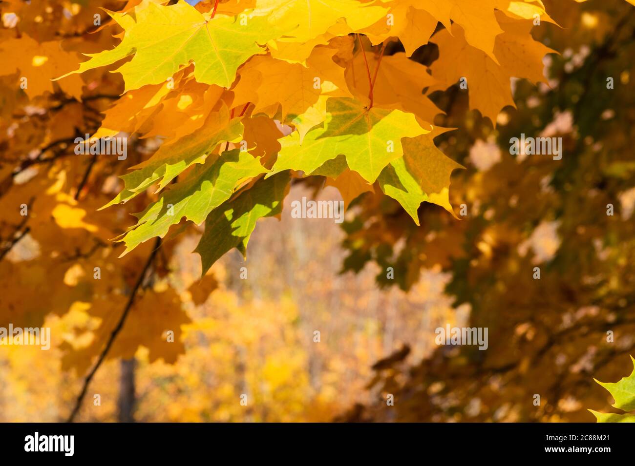 Feuilles d'érable jaune et orange d'automne sur fond flou coloré. Chute de la nature avec la lumière du soleil et le bokeh. Belle scène nature Banque D'Images