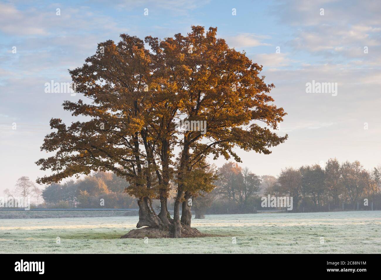 Chêne en automne, le matin givré. Bretagne, France Banque D'Images