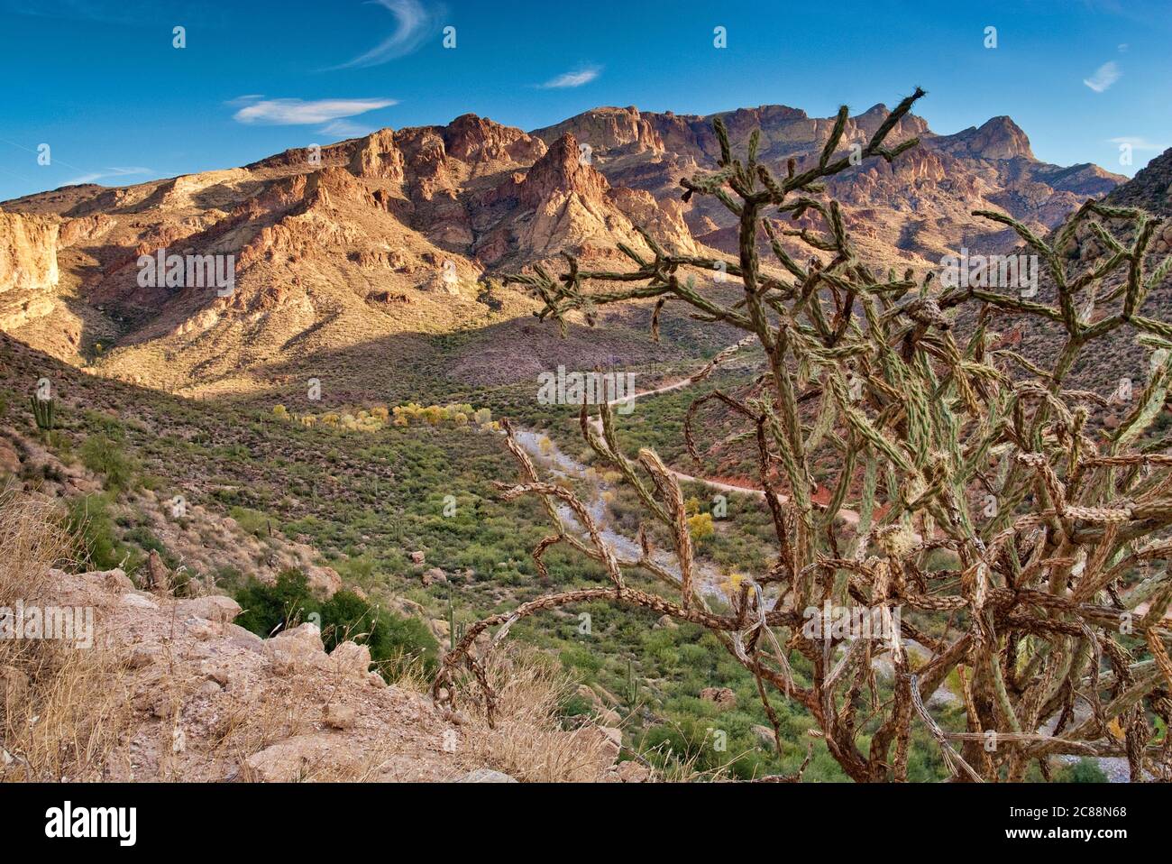 Cactus de la Jolla avec Horse Mesa dans les montagnes Superstition, vue depuis Apache Trail dans Fish Creek Canyon, Arizona, États-Unis Banque D'Images
