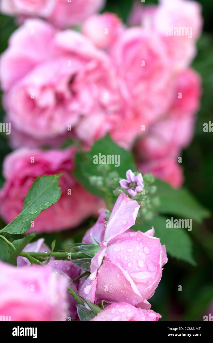 Roses et bourgeons fleuris dans le jardin de la maison. Banque D'Images