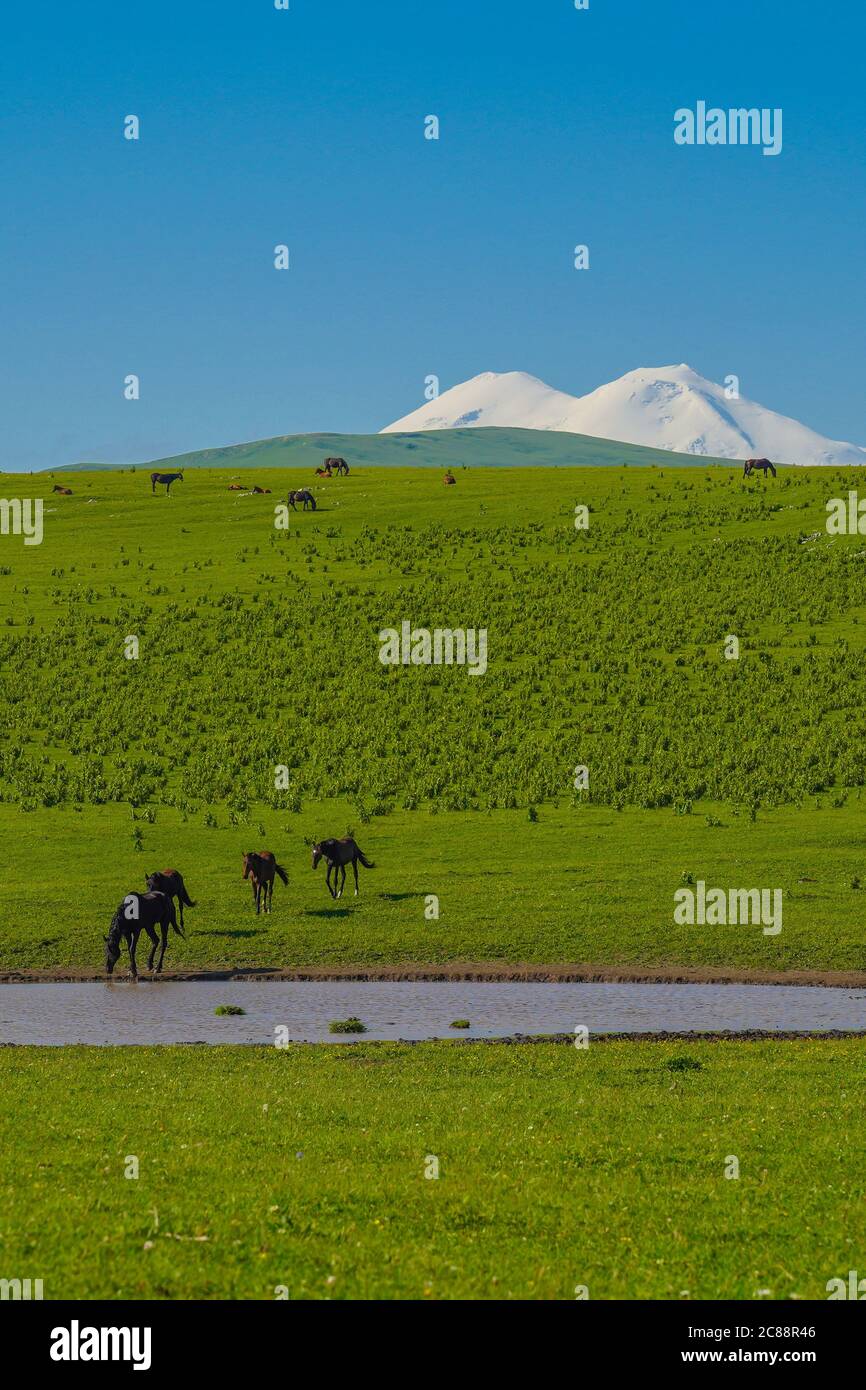 Troupeau de chevaux dans la montagne du Caucase à Sunny Day. Région d'Elbrus Nord Caucase, Russie Banque D'Images