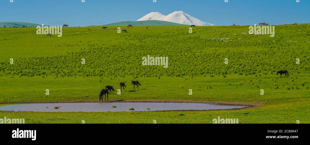 Troupeau de chevaux dans la montagne du Caucase à Sunny Day. Région d'Elbrus Nord Caucase, Russie Banque D'Images