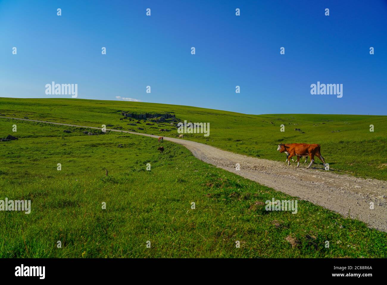 Vaches sur une belle Mada verte au Nord Caucase, région d'Elbrus, Russie Banque D'Images