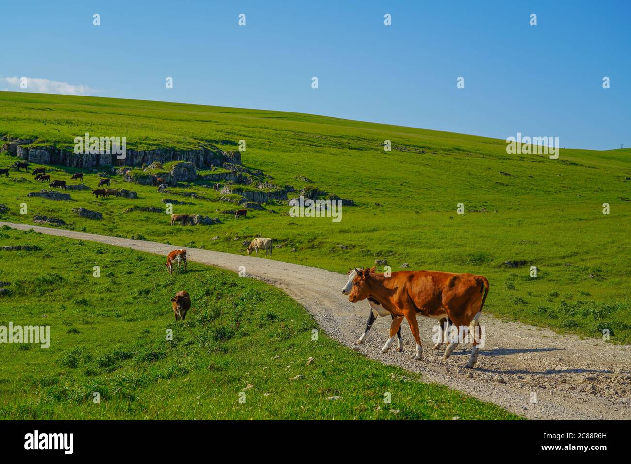 Vaches sur une belle Mada verte au Nord Caucase, région d'Elbrus, Russie Banque D'Images