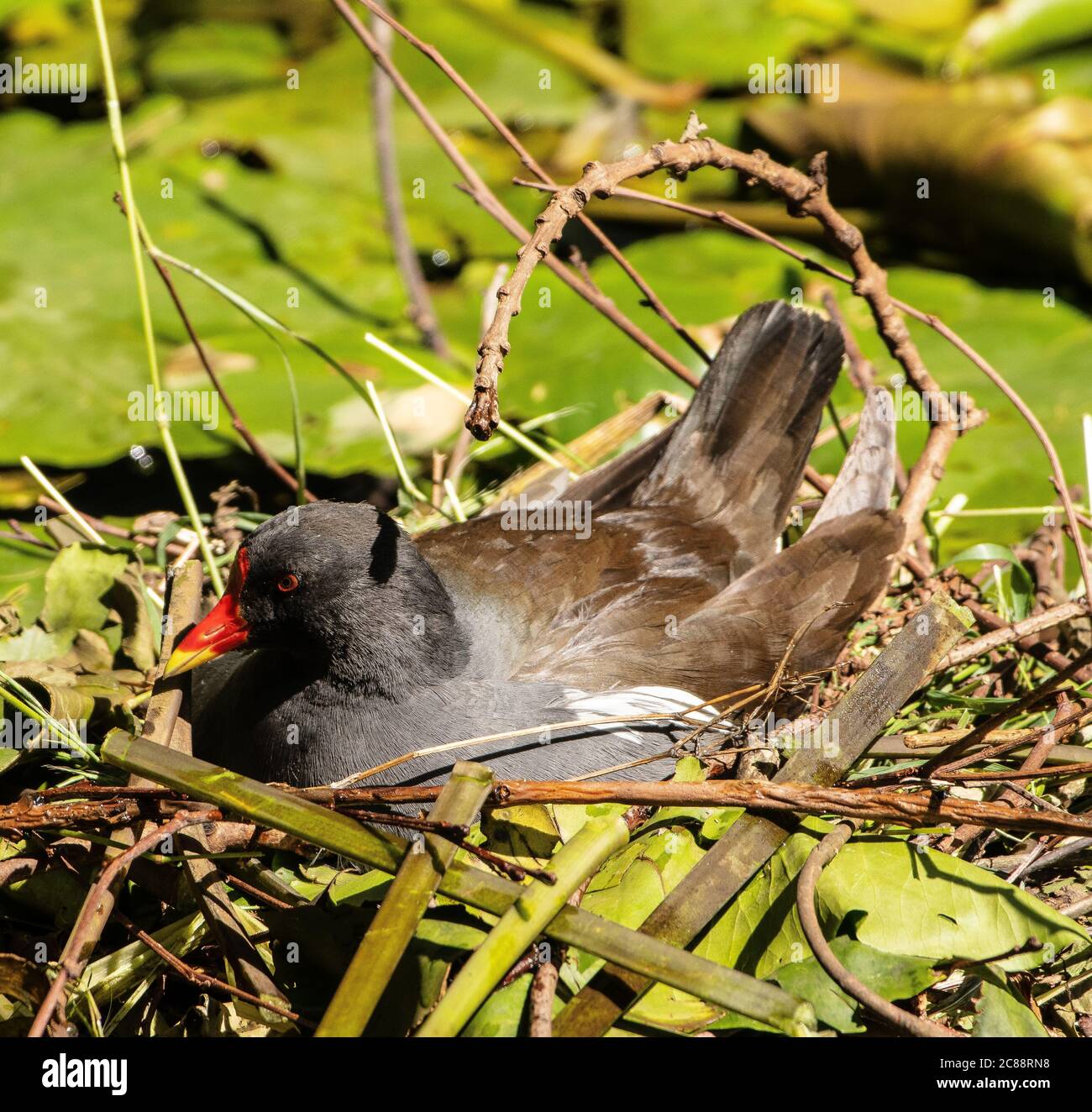 Moorhen guarding son nid, Canal, Cardiff, pays de Galles, Royaume-Uni Banque D'Images