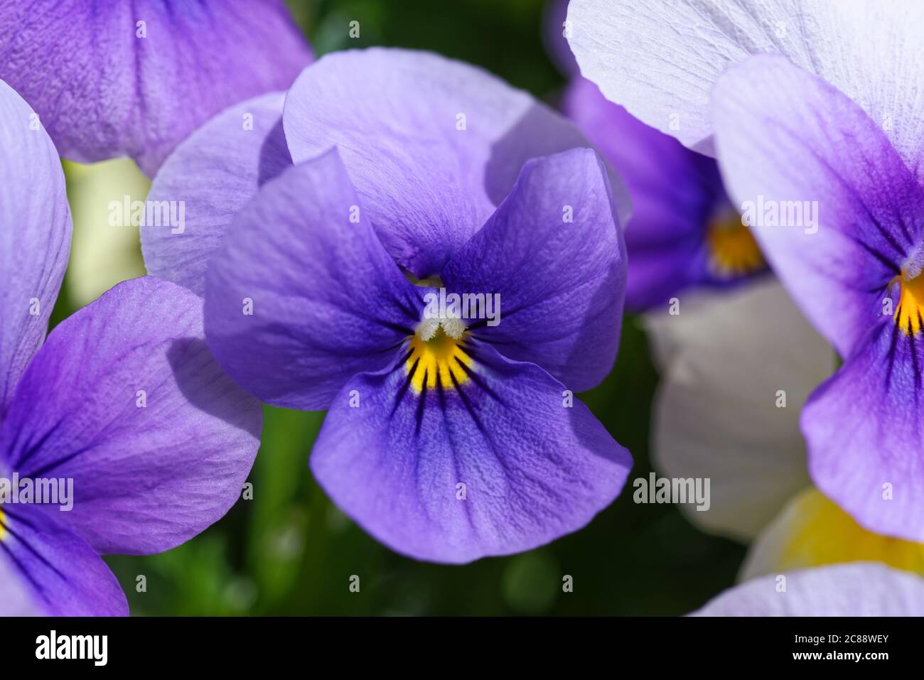 Gros plan de la fleur de pansy violette par beau temps Banque D'Images