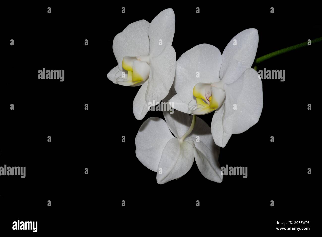 Gros plan de fleurs d'orchidées blanches isolées de fond noir Banque D'Images