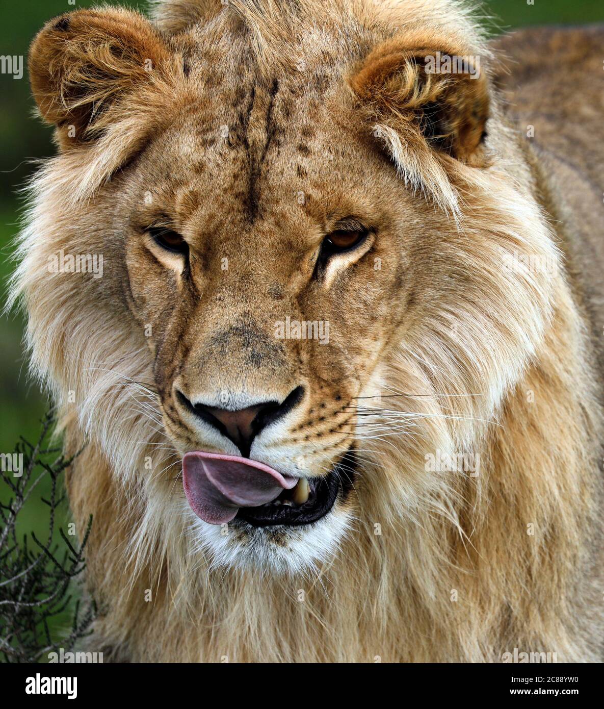 Jeune lion mâle (Panthera leo) dans le parc du Lion de Drakenstein, Klapmuts, Cape Winelands, Afrique du Sud. Banque D'Images