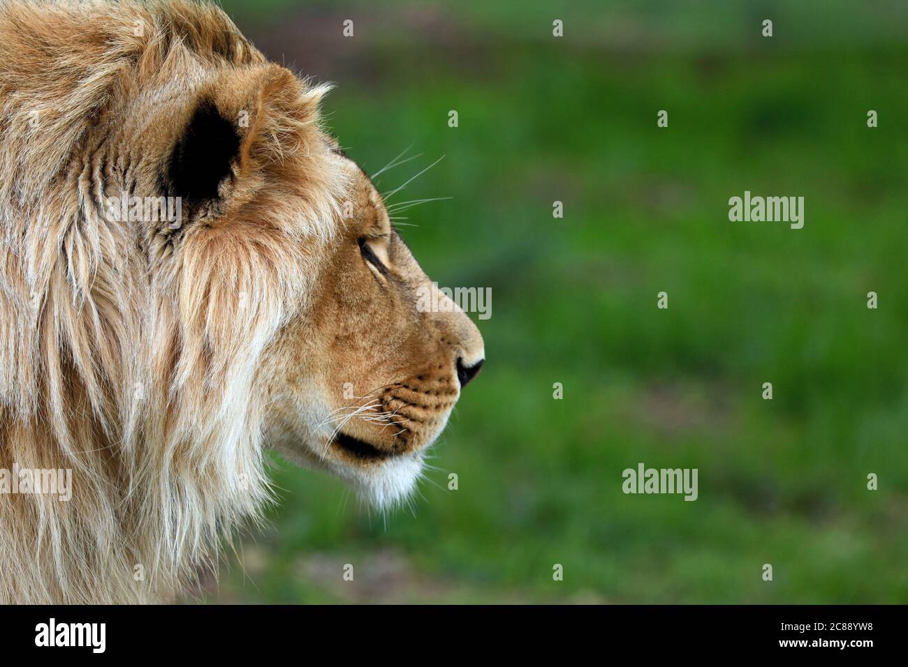 Jeune lion mâle (Panthera leo) dans le parc du Lion de Drakenstein, Klapmuts, Cape Winelands, Afrique du Sud. Banque D'Images