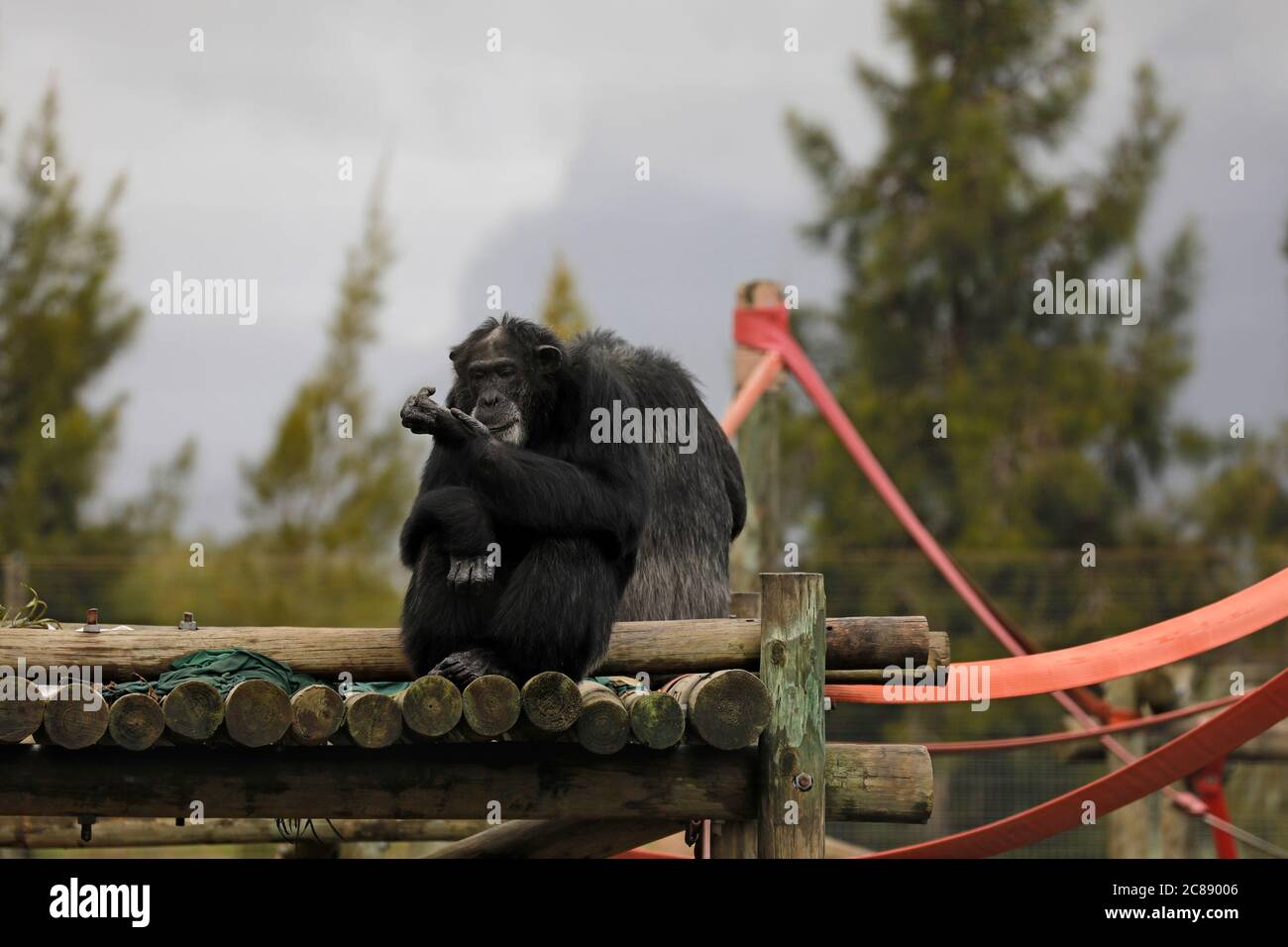 Chimpanzés adultes (Pan troglodytes) à Chimp Haven, parc du Lion de Drakenstein, Klapmuts, Afrique du Sud. Banque D'Images