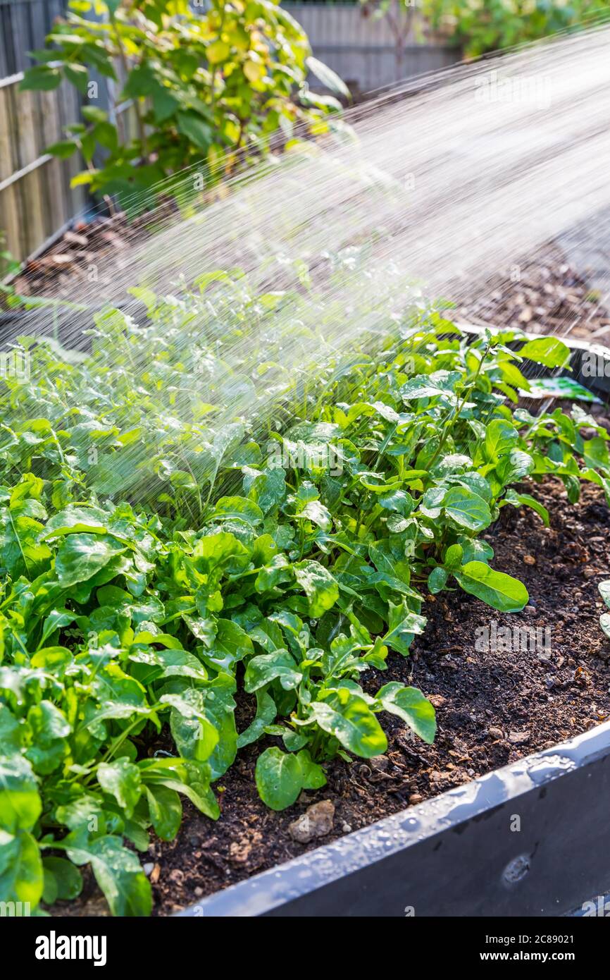 Arrosage des plantes de rucola dans un lit de légumes. Irrigation de légumes et de plantes. Banque D'Images
