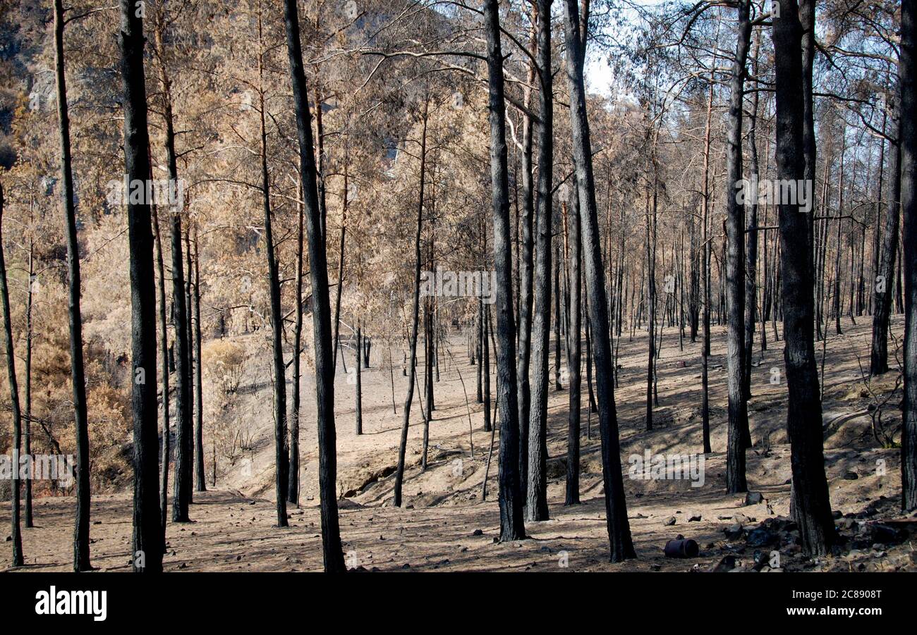Forêt brûlée avec des arbres après un feu de forêt Banque D'Images